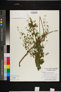 Desmodium ciliare image