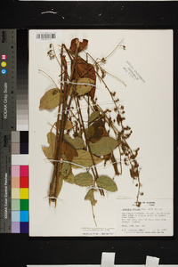 Desmodium nuttallii image