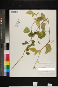 Desmodium ochroleucum image