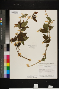 Desmodium perplexum image