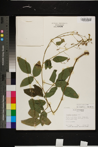 Desmodium perplexum image