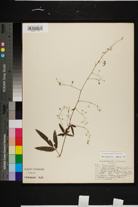 Desmodium tenuifolium image