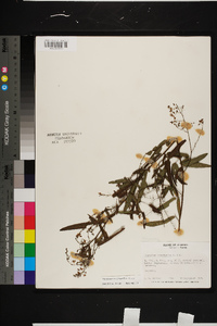 Desmodium tenuifolium image