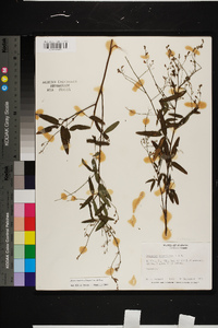 Desmodium tenuifolium image