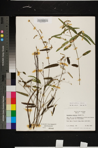 Desmodium tenuifolium image