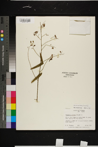 Desmodium tenuifolium image