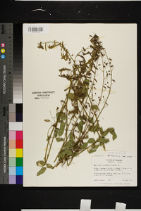 Desmodium tortuosum image