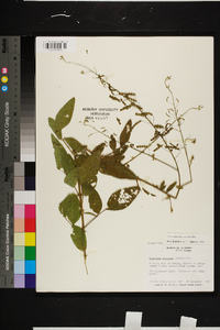 Desmodium tortuosum image