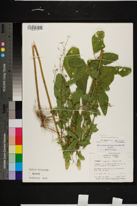 Desmodium tortuosum image