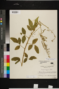 Desmodium tortuosum image