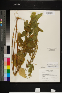 Desmodium tortuosum image