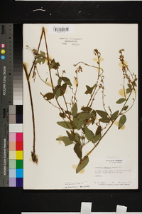 Desmodium tortuosum image