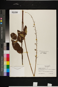 Desmodium canescens image