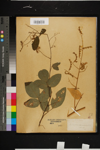 Desmodium canescens image