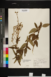 Desmodium canadense image