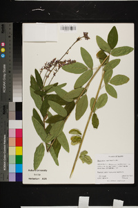 Desmodium canadense image