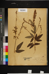 Desmodium canadense image