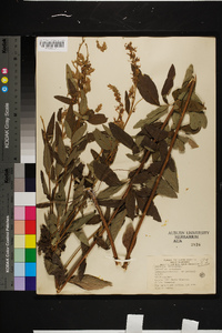 Desmodium canadense image