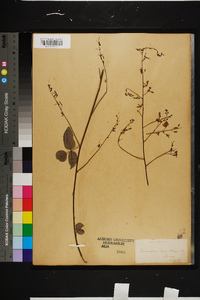 Desmodium laevigatum image