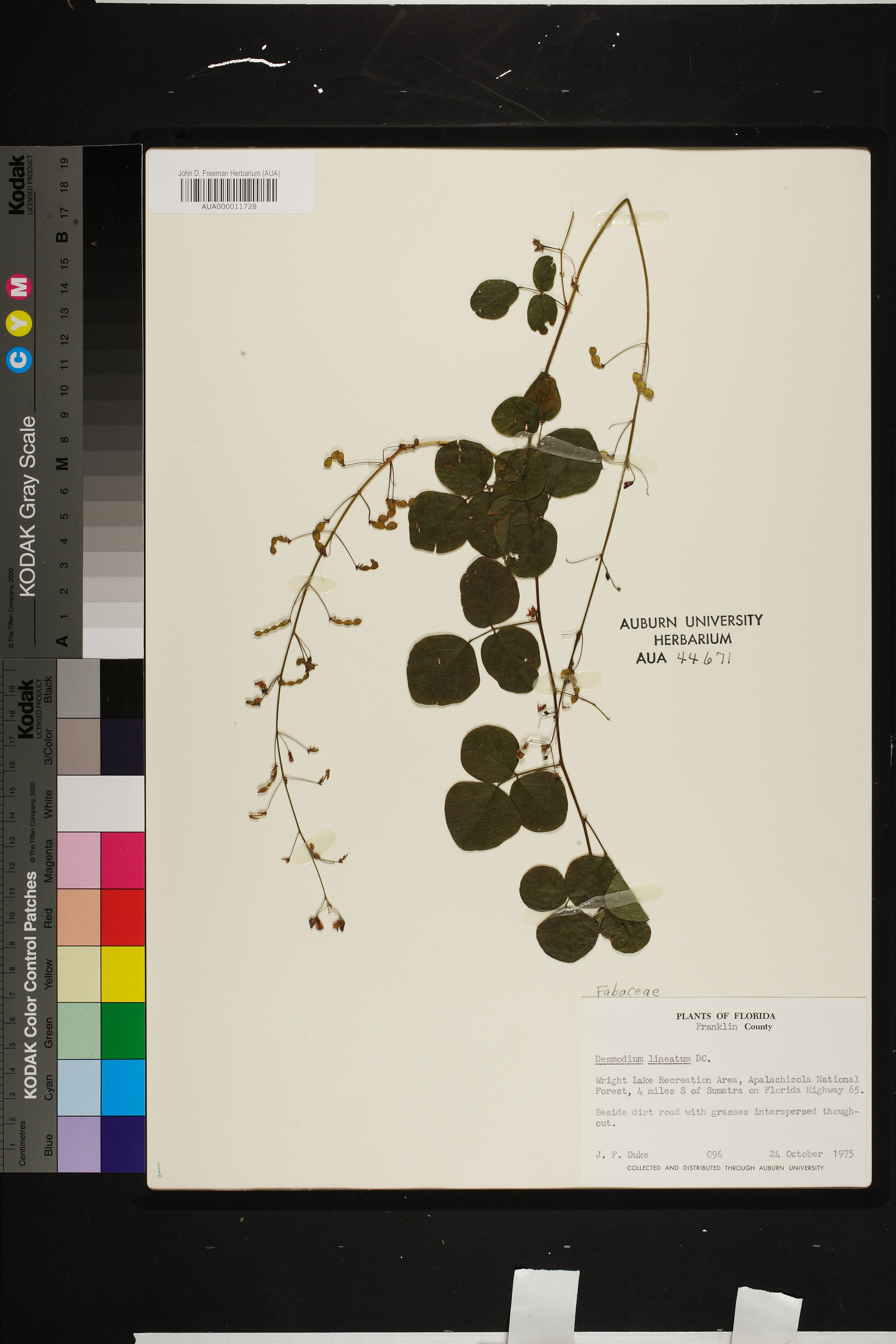 Desmodium lineatum image