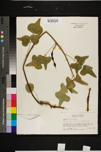 Erythrina herbacea image