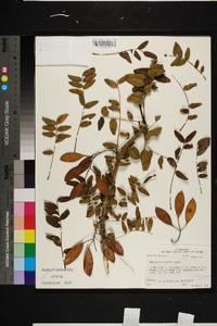 Gleditsia aquatica image