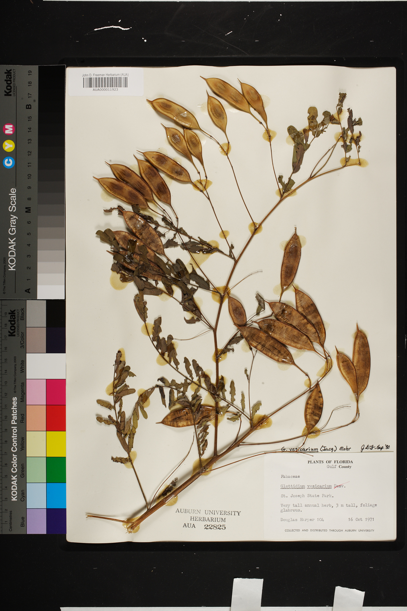 Sesbania vesicaria image