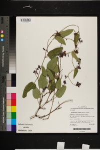 Hardenbergia violacea image