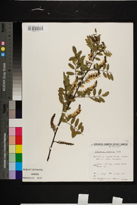 Indigofera australis image