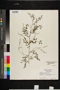 Indigofera caroliniana image