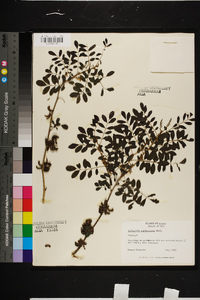 Indigofera suffruticosa image