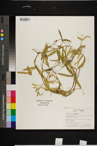 Lathyrus hirsutus image