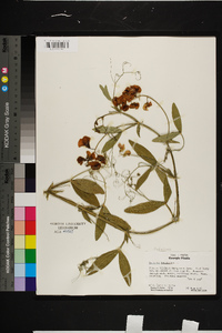 Lathyrus latifolius image