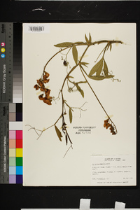 Lathyrus latifolius image