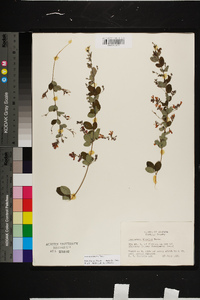 Lespedeza bicolor image