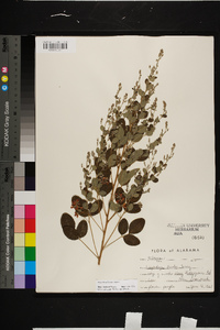 Lespedeza bicolor image