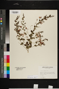 Lespedeza bicolor image