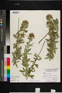 Lespedeza capitata image