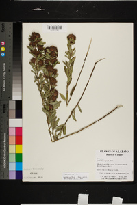 Lespedeza capitata image