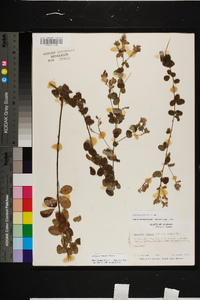 Lespedeza hirta image