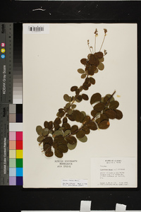 Lespedeza hirta image