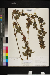 Lespedeza hirta image