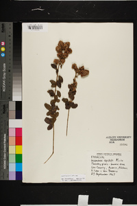 Lespedeza hirta image