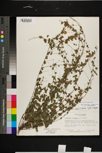 Lespedeza procumbens image