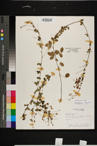 Lespedeza procumbens image