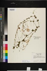 Lespedeza procumbens image