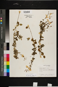 Lespedeza procumbens image