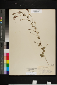 Lespedeza procumbens image