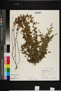 Lespedeza procumbens image