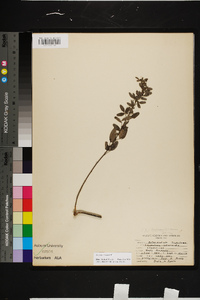 Lespedeza stuevei image